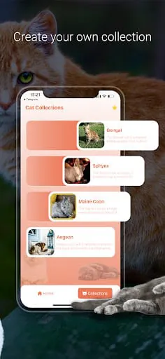 Cat Identifier - Cat Scanner